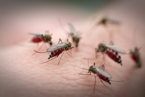 Muỗi vằn là "thủ phạm" chính gây ra bệnh sốt xuất huyết
