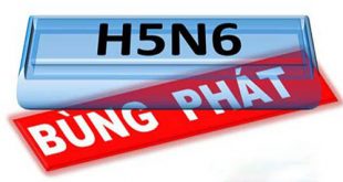 Phú Yên ghi nhận xuất hiện ổ dịch bệnh cúm A H5N6