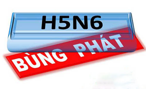 Bùng phát dịch H5N6 tại Phú Yên