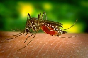 Muỗi - tác nhân gây bệnh truyền nhiễm