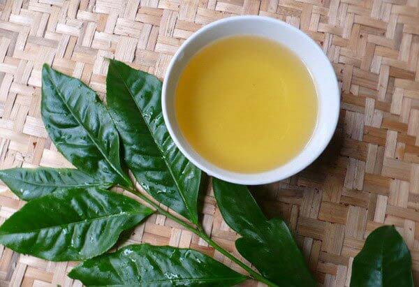 Lá trà xanh có rất nhiều công dụng đối với sức khỏe và lầm đẹp